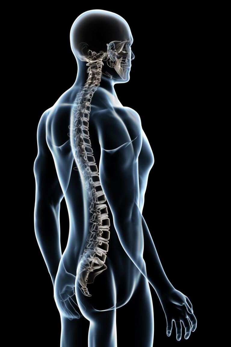 男性背骨イラスト